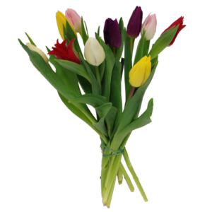 10 blandade tulpaner