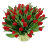 vackra-röda-tulpaner