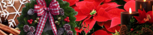 flora-jul-background