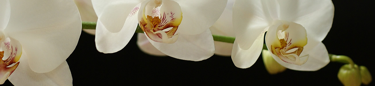 Phaleonopsis vit