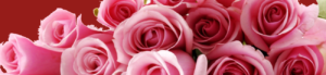 Background_rosor